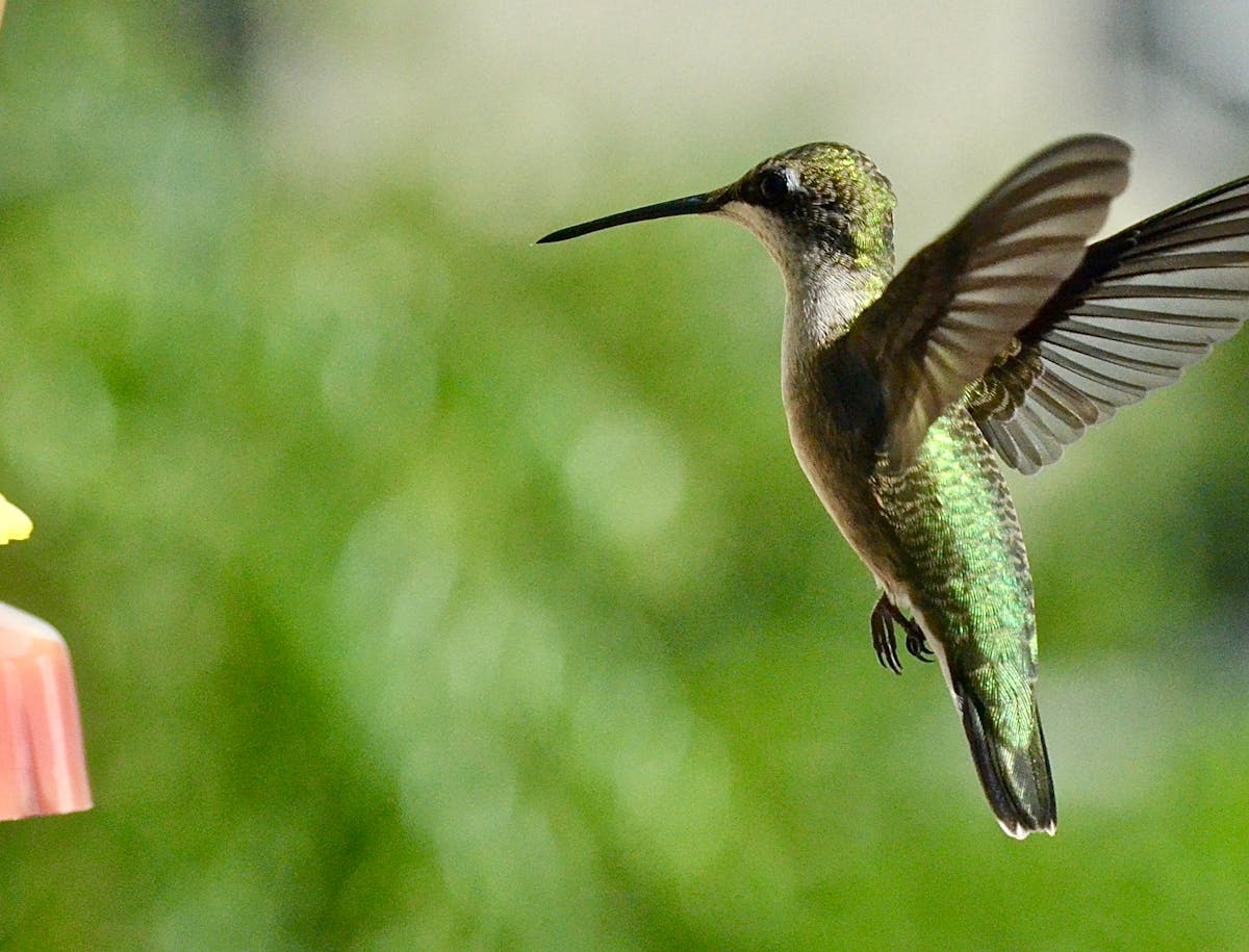 Hummingbird Feeder Leaking? Here's How to Fix It.